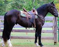15-hand-shire-gelding