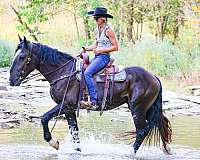 all-around-shire-horse