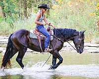 athletic-shire-horse