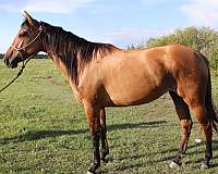 none-horse