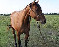 dun-none-horse