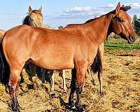 first-time-filly