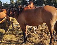 halters-filly