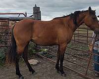 local-filly