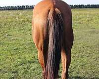 all-around-quarter-horse