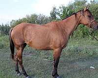 local-shows-filly