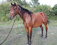 star-horse