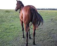 bay-star-horse