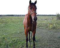 athletic-quarter-horse
