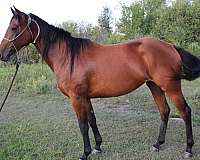 companion-quarter-horse