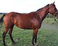 foundation-quarter-horse
