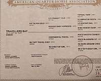 halter-quarter-horse