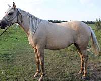alert-filly