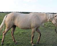 good-pedigree-filly