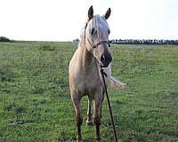 muscled-filly