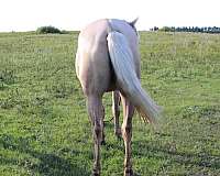 no-markings-filly