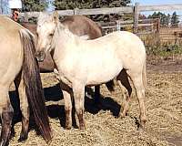 white-mane-filly