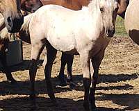 none-horse