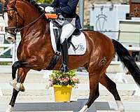 andalusian-horse