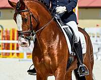 bay-andalusian-horse