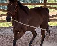 white-star-on-head-horse