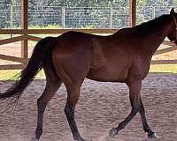 bay-white-star-on-head-horse