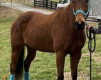 all-quarter-horse