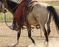 ranch-quarter-horse