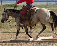 project-quarter-horse