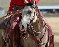all-around-quarter-horse