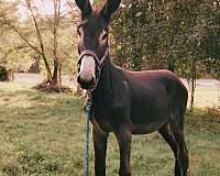 donkey-stallion