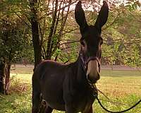 donkey-for-sale