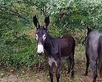 hands-stallion