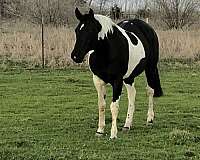all-around-paint-horse