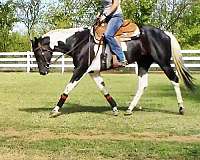 english-pleasure-paint-horse