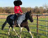 equitation-paint-horse