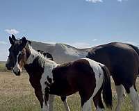 cloud-paint-horse