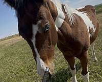 docs-hickory-paint-horse