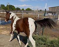 foundation-lines-paint-horse