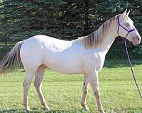 ashwood-quarter-horse