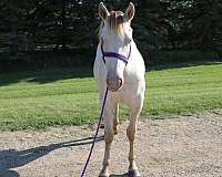 ashwood-horse