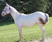 freckles-colt