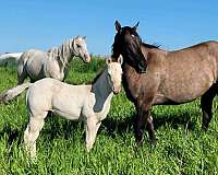 freckles-playboy-colt