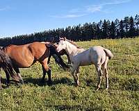 great-horse-colt