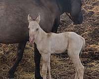 moon-colt
