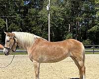 palomino-haflinger-mare