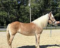 palomino-mare-for-sale