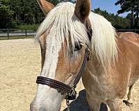 13-hand-haflinger-mare