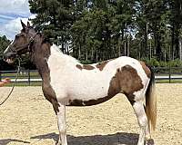 pinto-spotted-saddle-mare