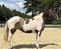 pinto-mare-for-sale